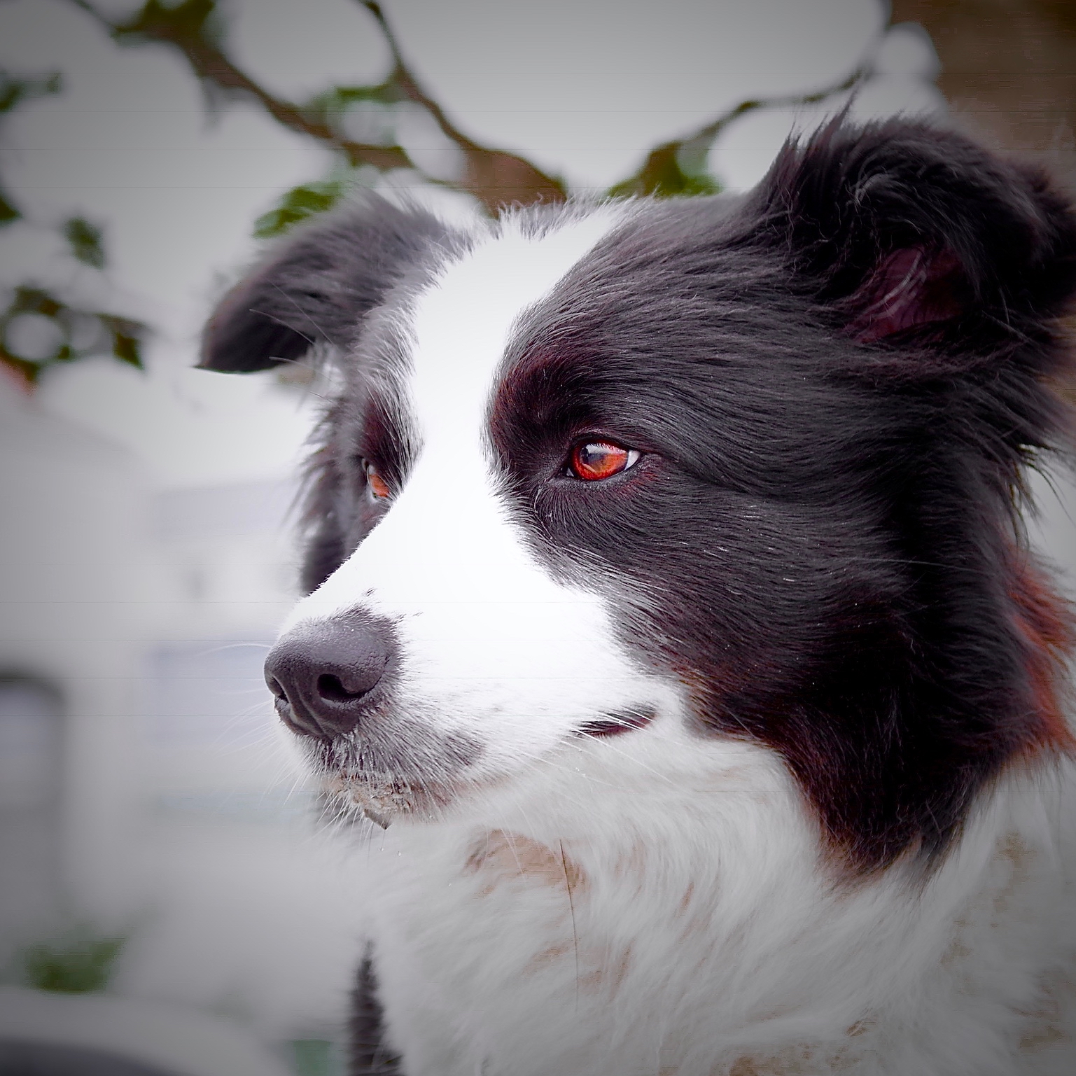 A Border Collie taking a break at the park, the breed Flash is named after