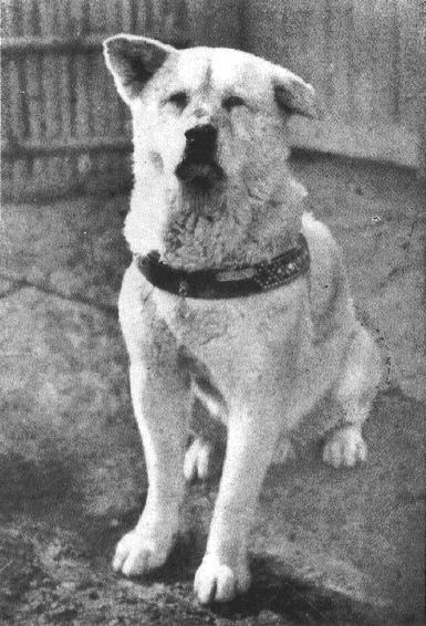 A portrait photo of Hachikō