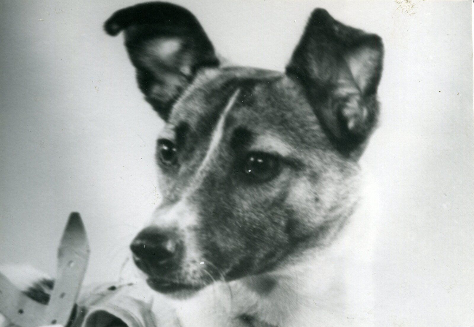 Laika, the Soviet space dog, photographed in 1957