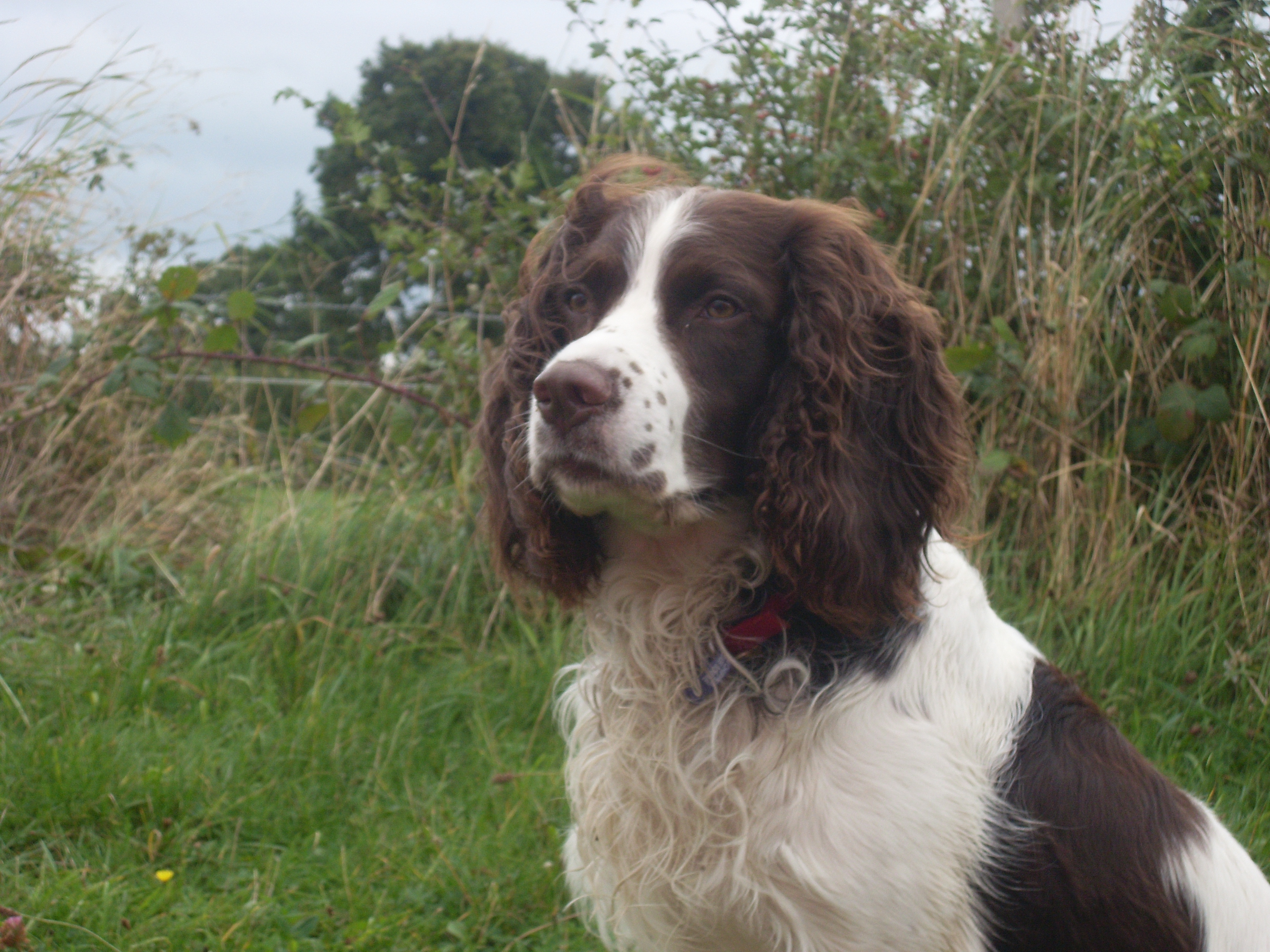 An English Springer Spaniel, the breed Callie is named after